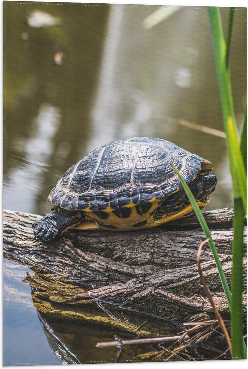 Vlag - Groene Schildpad op Boomstam op het Water - 50x75 cm Foto op Polyester Vlag