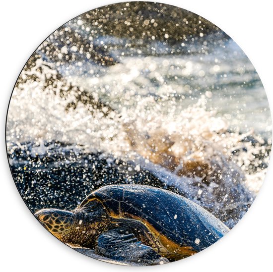 WallClassics - Dibond Muurcirkel - Grote Schildpad in spetterend Zeewater - 60x60 cm Foto op Aluminium Muurcirkel (met ophangsysteem)