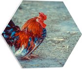 WallClassics - Plaque de Mousse PVC Hexagone - Coq Marchant à la Ferme - 40x34,8 cm Photo sur Hexagone (Avec Système d'accrochage)