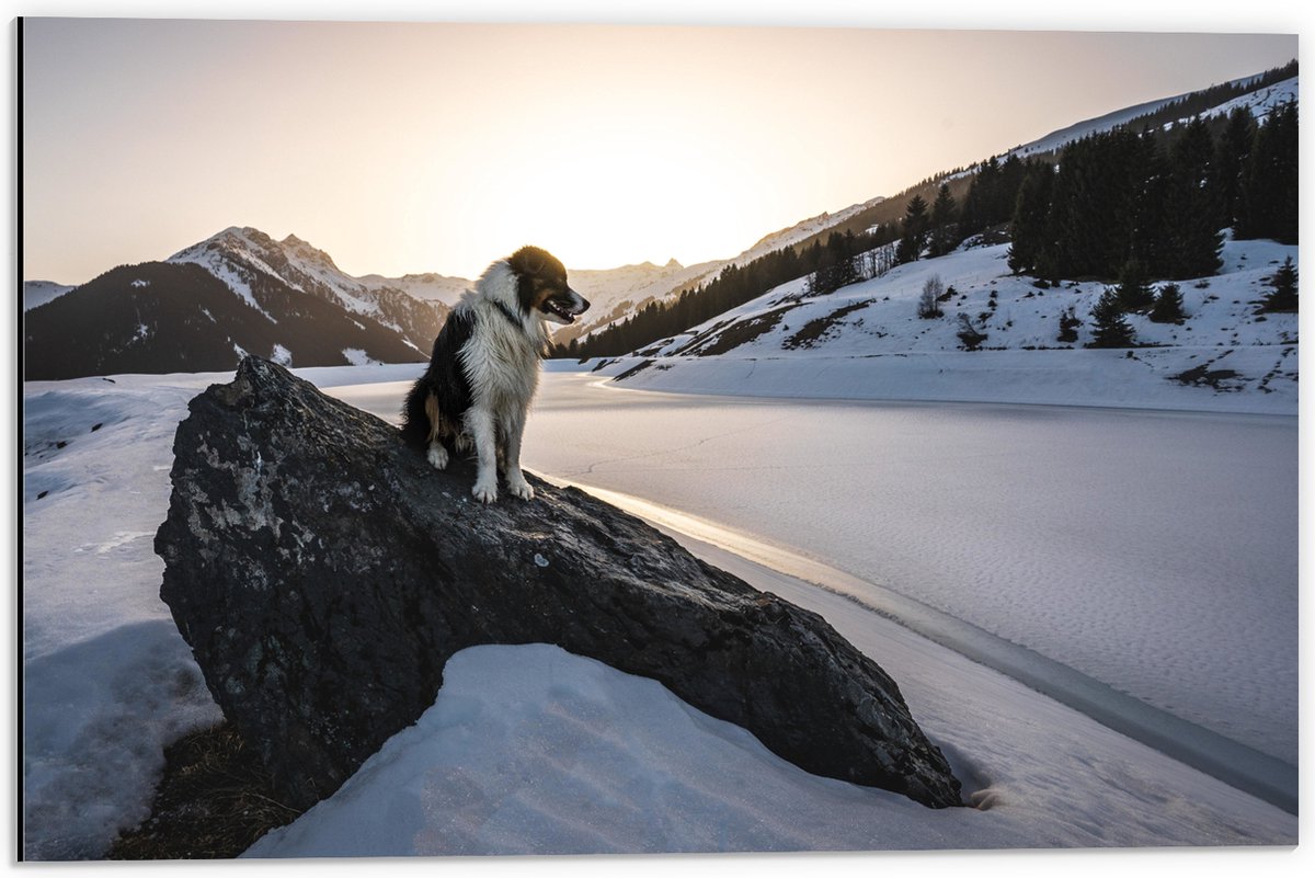 WallClassics - Dibond - Hond op een Rots in de Sneeuw tussen de Bergen - 60x40 cm Foto op Aluminium (Met Ophangsysteem)