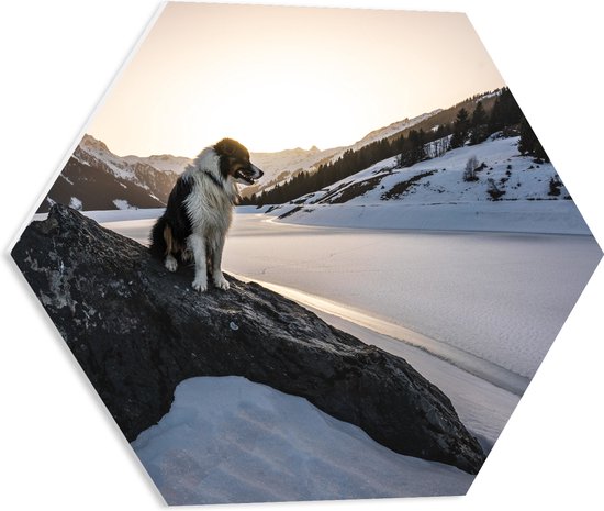 WallClassics - PVC Schuimplaat Hexagon - Hond op een Rots in de Sneeuw tussen de Bergen - 50x43.5 cm Foto op Hexagon (Met Ophangsysteem)