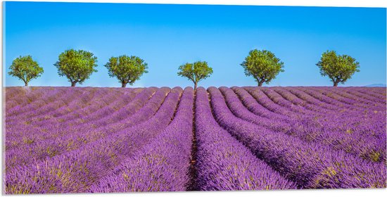 Acrylglas - Lavendel Bloemenveld met Rij Groene Bomen - 100x50 cm Foto op Acrylglas (Wanddecoratie op Acrylaat)