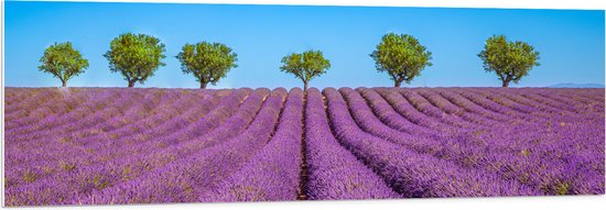 PVC Schuimplaat- Lavendel Bloemenveld met Rij Groene Bomen - 150x50 cm Foto op PVC Schuimplaat