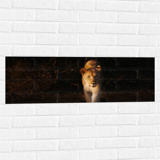 Muursticker - Sluipende Vrouwtjes Leeuw in Zonlicht - 90x30 cm Foto op Muursticker