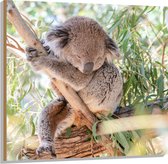 WallClassics - Hout - Schattige Koala aan een Tak - 100x100 cm - 9 mm dik - Foto op Hout (Met Ophangsysteem)