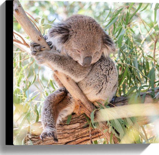 WallClassics - Canvas - Schattige Koala aan een Tak - 40x40 cm Foto op Canvas Schilderij (Wanddecoratie op Canvas)