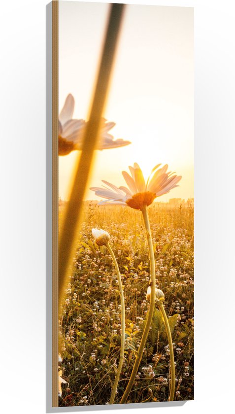 Hout - Zonlicht op Stengels van Kleine Witte Bloemen in het Veld - 40x120 cm - 9 mm dik - Foto op Hout (Met Ophangsysteem)