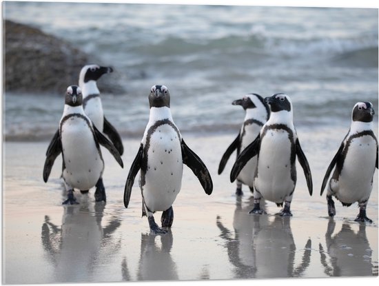 Acrylglas - Groep Pinguïns op het Strand - 80x60 cm Foto op Acrylglas (Met Ophangsysteem)