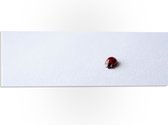 WallClassics - PVC Schuimplaat- Lieveheersbeestje op Witte Achtergrond - 60x20 cm Foto op PVC Schuimplaat