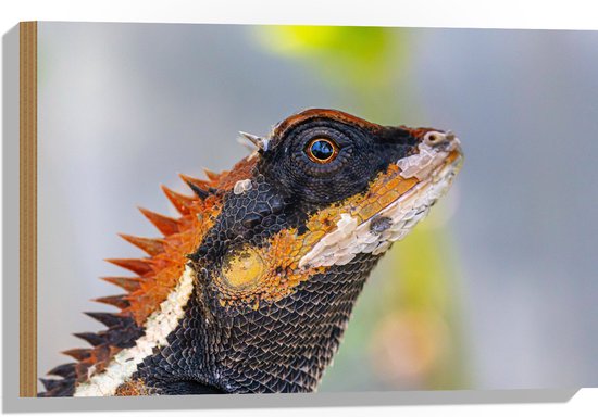 Hout - Zijaanzicht van Zwart met Oranje Hoekkopagaam - 60x40 cm - 9 mm dik - Foto op Hout (Met Ophangsysteem)