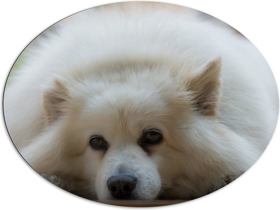 WallClassics - Dibond Ovaal - Liggende Amerikaanse Eskimo Hond - 108x81 cm Foto op Ovaal (Met Ophangsysteem)