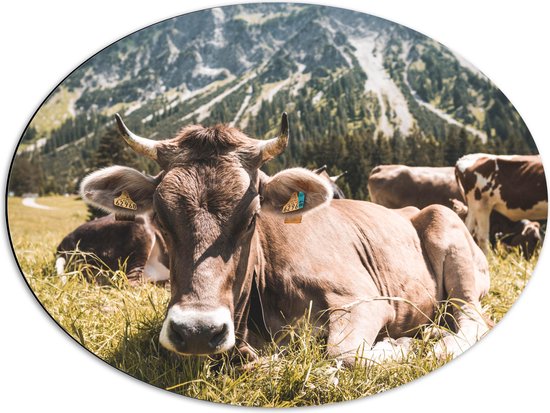 Dibond Ovaal - Liggende Koe bij Berggebied - 68x51 cm Foto op Ovaal (Met Ophangsysteem)