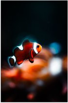 WallClassics - Poster (Mat) - Nemo Vis - 50x75 cm Foto op Posterpapier met een Matte look