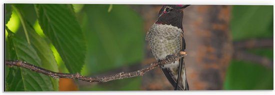 WallClassics - Dibond - Vogel met Roze Details op Smalle Tak bij Bomen met Bladeren - 60x20 cm Foto op Aluminium (Wanddecoratie van metaal)