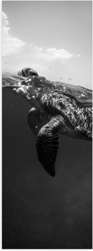 WallClassics - Poster (Mat) - Schildpad zwemmend aan het Wateroppervlak - 20x60 cm Foto op Posterpapier met een Matte look