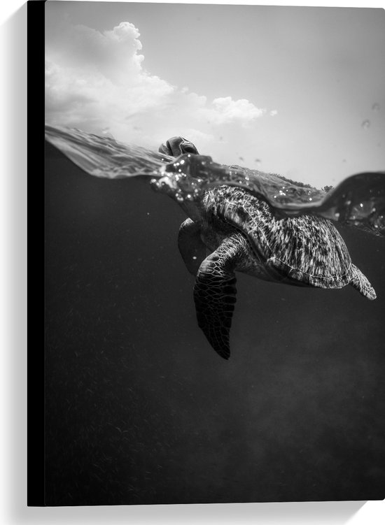 WallClassics - Canvas - Schildpad zwemmend aan het Wateroppervlak - 40x60 cm Foto op Canvas Schilderij (Wanddecoratie op Canvas)