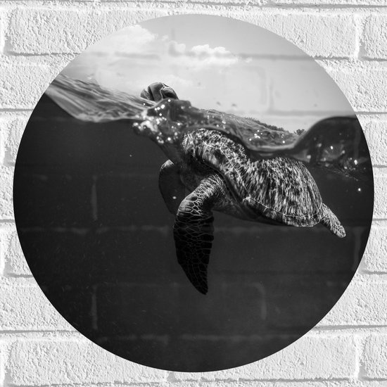 WallClassics - Muursticker Cirkel - Schildpad zwemmend aan het Wateroppervlak - 50x50 cm Foto op Muursticker