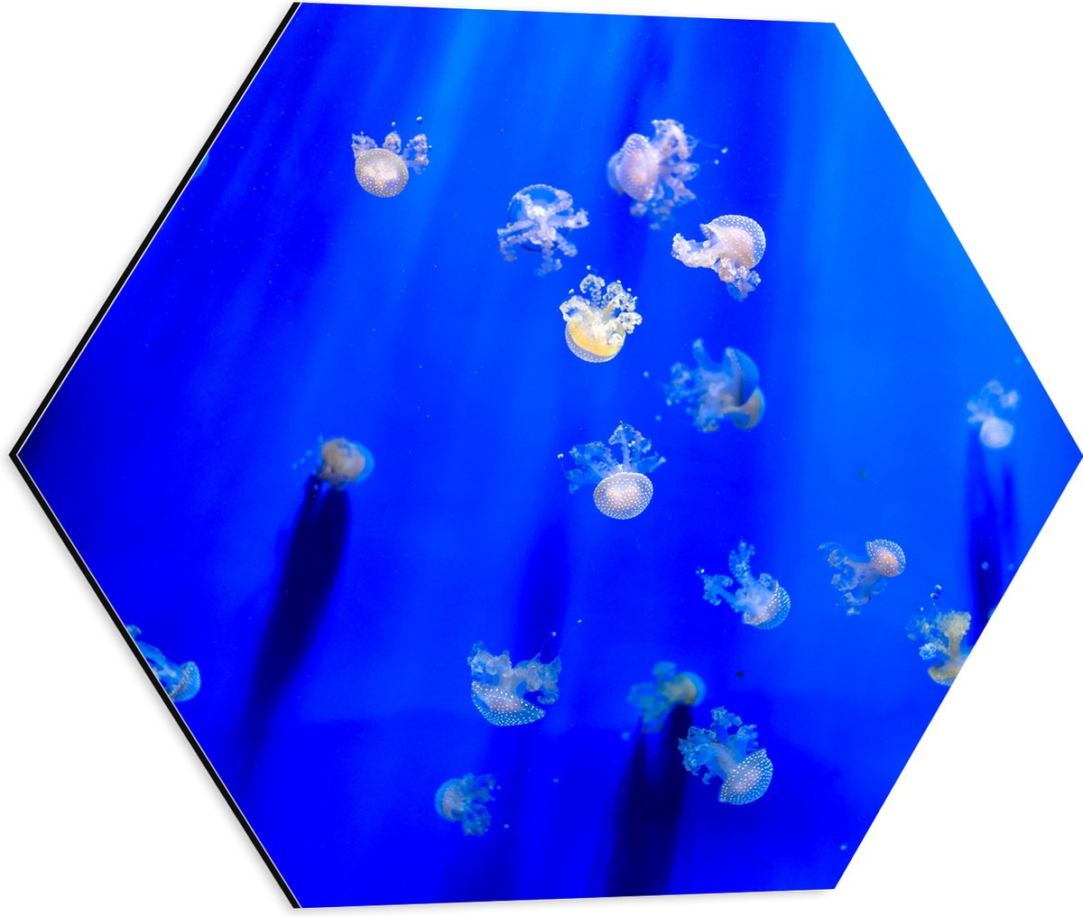 Dibond Hexagon - Groep Mini Kwallen in het Aquarium - 50x43.5 cm Foto op Hexagon (Met Ophangsysteem)