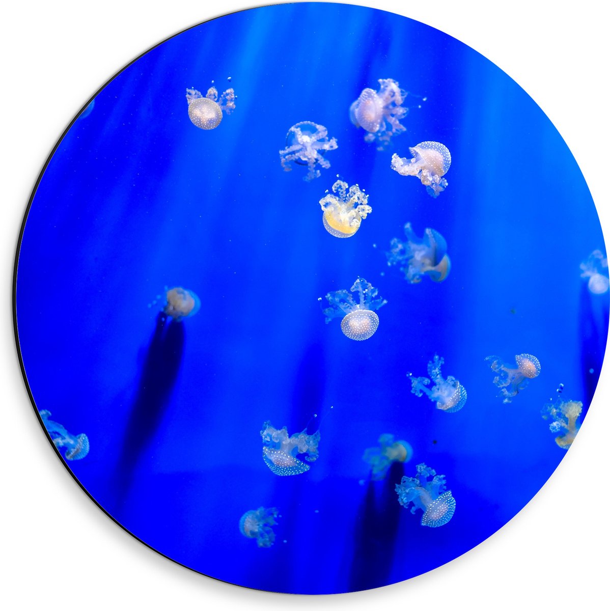 Dibond Muurcirkel - Groep Mini Kwallen in het Aquarium - 30x30 cm Foto op Aluminium Muurcirkel (met ophangsysteem)