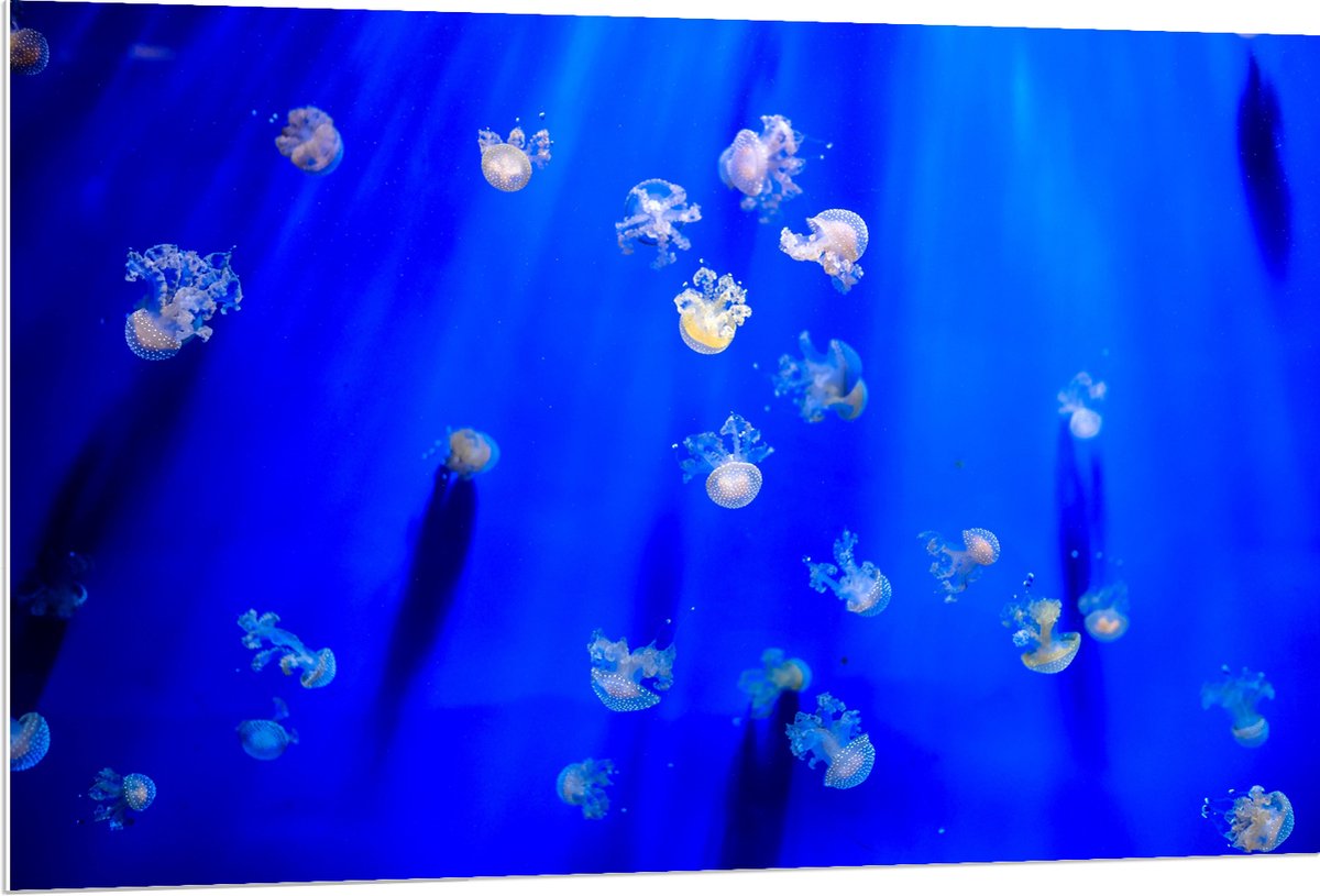 PVC Schuimplaat- Groep Mini Kwallen in het Aquarium - 120x80 cm Foto op PVC Schuimplaat