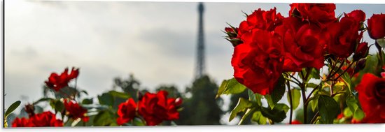 Dibond - Rode Rozenstruik voor Eiffeltoren in Parijs, Frankrijk - 90x30 cm Foto op Aluminium (Wanddecoratie van metaal)