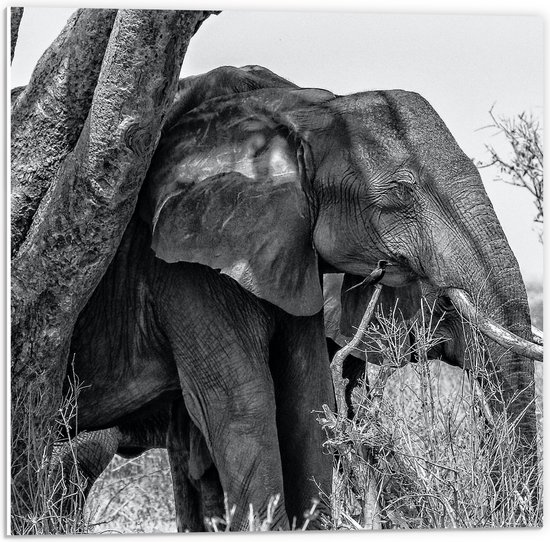 WallClassics - PVC Schuimplaat - Olifant achter Smalle Boom in Droog Landschap (Zwart- wit) - 50x50 cm Foto op PVC Schuimplaat (Met Ophangsysteem)