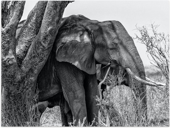 WallClassics - Poster brillant – Éléphant derrière un arbre étroit dans un paysage Droog (Zwart– blanc) – 80 x 60 cm Photo sur papier poster avec finition brillante