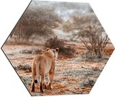Dibond Hexagon - Achteraanzicht van Sluipende Leeuw in Afrikaans Landschap - 60x52.2 cm Foto op Hexagon (Met Ophangsysteem)