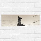 WallClassics - Muursticker - Neerkijkend Paard (Zwart- wit) - 60x20 cm Foto op Muursticker