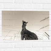 WallClassics - Muursticker - Neerkijkend Paard (Zwart- wit) - 60x40 cm Foto op Muursticker