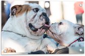 WallClassics - Tuinposter – Likkende Bulldog Honden - 60x40 cm Foto op Tuinposter (wanddecoratie voor buiten en binnen)