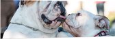 WallClassics - Acrylglas - Likkende Bulldog Honden - 150x50 cm Foto op Acrylglas (Met Ophangsysteem)