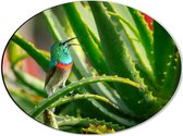 Dibond Ovaal - Gekleurd Vogeltje in de Groene Planten - 40x30 cm Foto op Ovaal (Met Ophangsysteem)