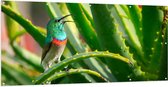 Tuinposter – Gekleurd Vogeltje in de Groene Planten - 200x100 cm Foto op Tuinposter (wanddecoratie voor buiten en binnen)