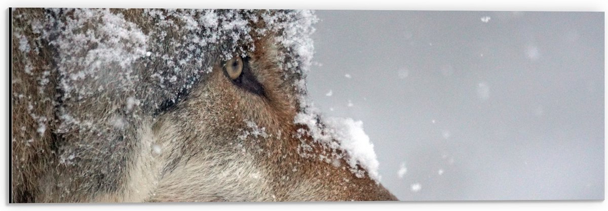 Dibond - Vlokken Sneeuw op Kop van Geconcentreerde Wolf - 60x20 cm Foto op Aluminium (Wand