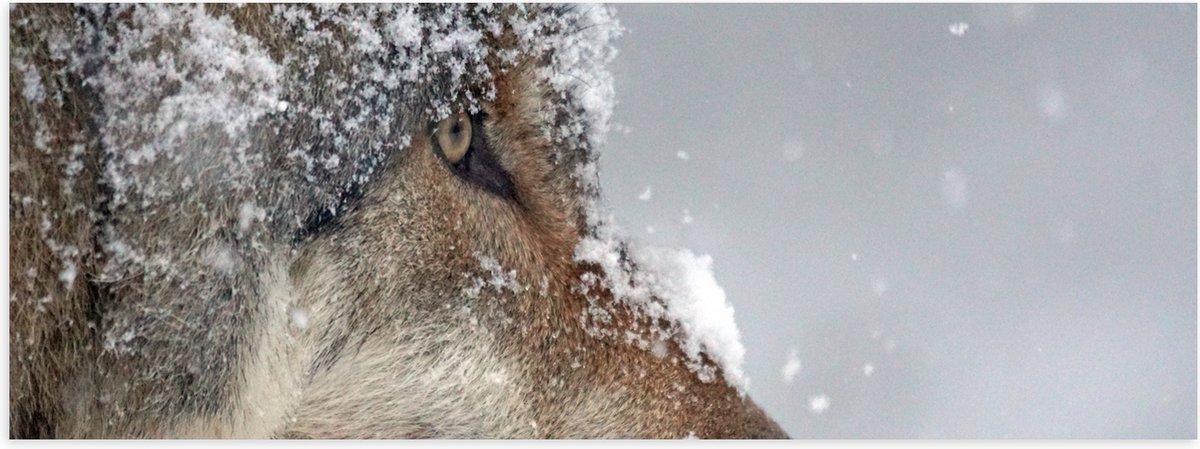 Poster Glanzend – Vlokken Sneeuw op Kop van Geconcentreerde Wolf - 120x40 cm Foto op Poste