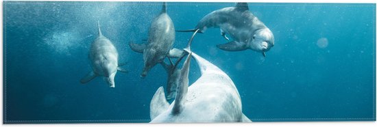 Vlag - Vrolijke Dolfijnen in de Zee - 60x20 cm Foto op Polyester Vlag