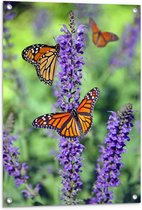 Tuinposter – Vlinders met Patroon op Paarse Narcis Bloemen - 60x90 cm Foto op Tuinposter (wanddecoratie voor buiten en binnen)
