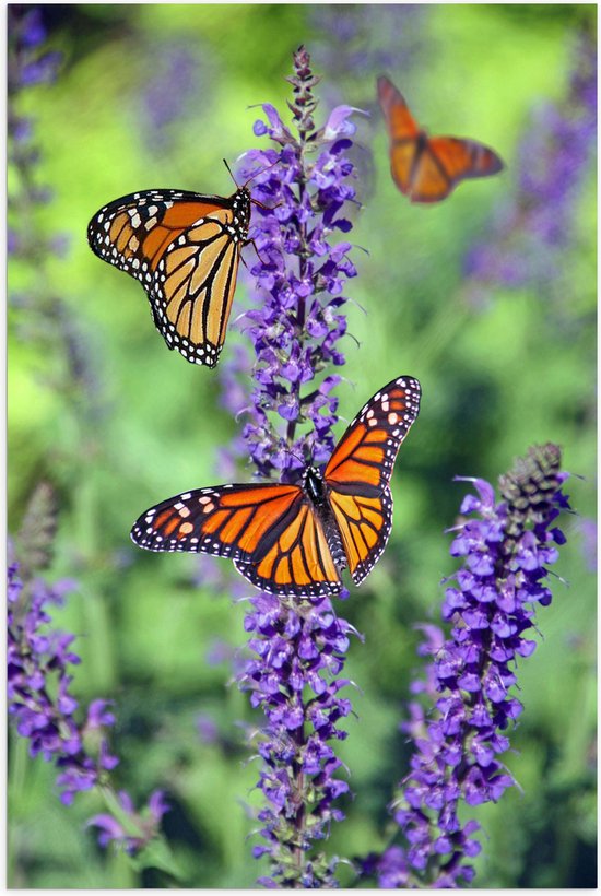 Poster Glanzend – Vlinders met Patroon op Paarse Narcis Bloemen - 40x60 cm Foto op Posterpapier met Glanzende Afwerking