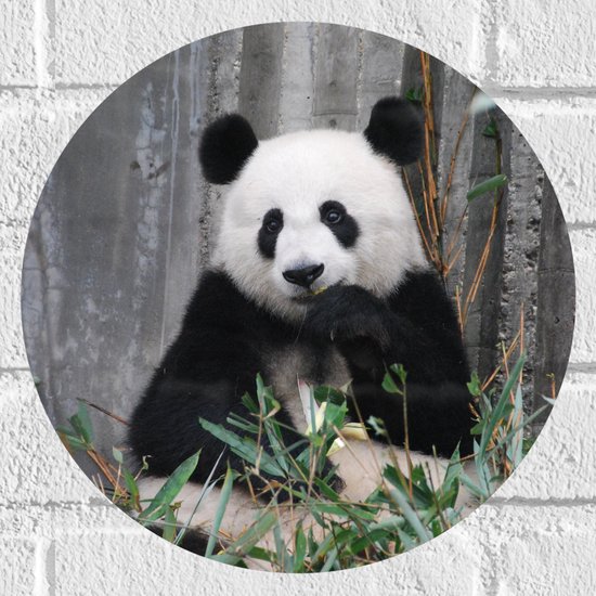 Muursticker Cirkel - Etende Vrolijke Panda - 30x30 cm Foto op Muursticker