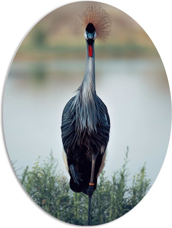 WallClassics - PVC Schuimplaat Ovaal - Smalle Kraanvogel bij het Gras aan het Water - 72x96 cm Foto op Ovaal (Met Ophangsysteem)