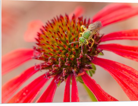 PVC Schuimplaat- Bij op Zoek naar Nectar in Rode Bloem - 80x60 cm Foto op PVC Schuimplaat