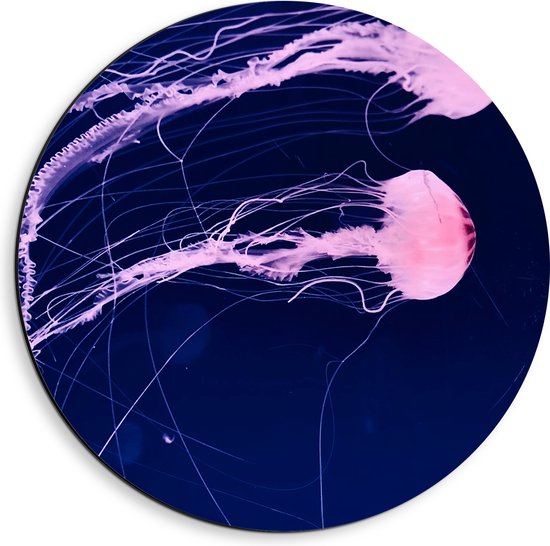 WallClassics - Dibond Muurcirkel - Roze Kwallen zwemmend in Blauwe Zee - 40x40 cm Foto op Aluminium Muurcirkel (met ophangsysteem)