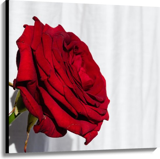 Canvas - Zijaanzicht van Grote Rode Roos op Witte Achtergrond - 100x100 cm Foto op Canvas Schilderij (Wanddecoratie op Canvas)