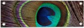 Tuinposter – Kleurrijke Pauwen Veer van Dichtbij - 60x20 cm Foto op Tuinposter (wanddecoratie voor buiten en binnen)