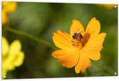 Tuinposter – Gele Bij Zoekend naar Nectar in Gele Bloem - 120x80 cm Foto op Tuinposter (wanddecoratie voor buiten en binnen)