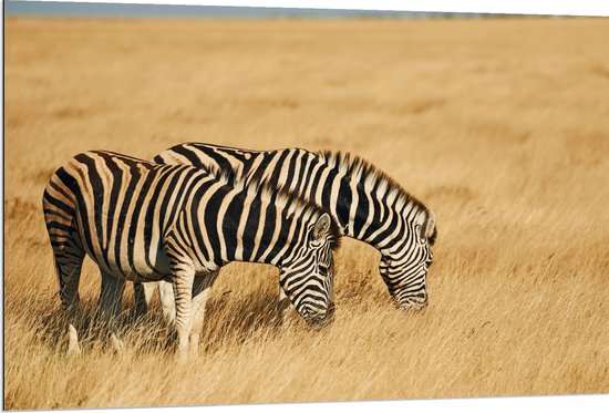 Dibond - Grazend Zebra Duo in het Droog Gras Landschap - 120x80 cm Foto op Aluminium (Wanddecoratie van metaal)