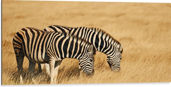 Dibond - Grazend Zebra Duo in het Droog Gras Landschap - 100x50 cm Foto op Aluminium (Wanddecoratie van metaal)