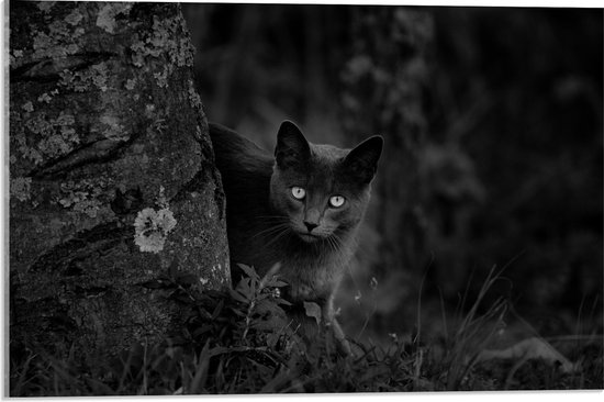 Acrylglas - Aankijkende Kat bij Boom (zwart- wit) - 60x40 cm Foto op Acrylglas (Wanddecoratie op Acrylaat)
