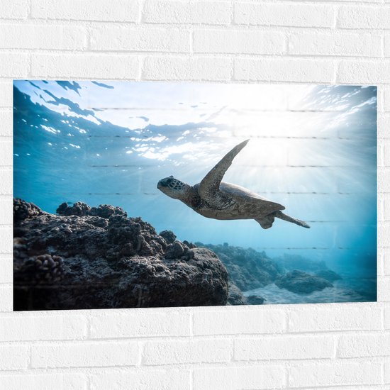 WallClassics - Muursticker - Tortue de mer tropicale sous la surface de l'eau - 90x60 cm Photo sur Muursticker